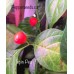 Tepin Pea Pepper Seeds