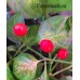 Tepin Pea Pepper Seeds
