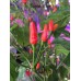 Cap 1149 Pepper Seeds