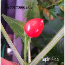 Tepin Pea Pepper Seeds