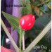 Tepin Pea Pepper Seeds