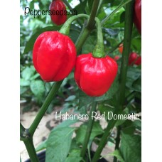 Habanero Red Dommica Pepper Seeds 