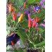 Cap 1149 Pepper Seeds