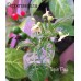 Tepin Pea Pepper Seeds