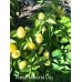 Numex Memorial Day Pepper Seeds Numex Memorial Day Pepper Seeds