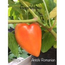 Antohi Romanian Pepper Seeds