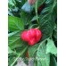 Stuffing Scotch Bonnet Pepper Seeds Stuffing Scotch Bonnet Pepper Seeds