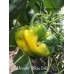Monster Yellow Bell Pepper Seeds