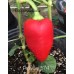 Perla Cap 574 Pepper Seeds Perla Cap 574 Pepper Seeds