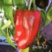 Ancho 101 Pepper Seeds