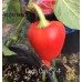 Perla Cap 574 Pepper Seeds Perla Cap 574 Pepper Seeds