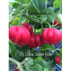 Aji Dulce Sweet Rolo Pepper Seeds  