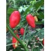 Bulo-Bulo Pepper Seeds Bulo-Bulo Pepper Seeds