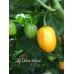 Aji Dulce Yellow Pepper Seeds 