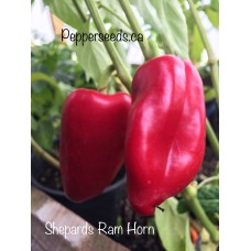 Shepards Ram Horn Pepper Seeds Shepards Ram Horn Pepper Seeds