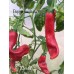 Aji Santa Cruz Pepper Seeds 