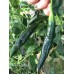 Aji Panca Pepper Seeds