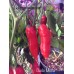 Dedo De Moca Pepper Seeds 