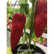 Marconi Red Pepper Seeds 