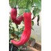 Aji Santa Cruz Pepper Seeds 