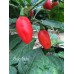 Bulo-Bulo Pepper Seeds Bulo-Bulo Pepper Seeds