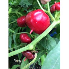 Nora Pepper Seeds 