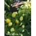 Numex Memorial Day Pepper Seeds Numex Memorial Day Pepper Seeds