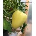 Antohi Romanian Pepper Seeds