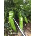 Sweet Melrose Pepper Seeds Sweet Melrose Pepper Seeds