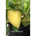 Antohi Romanian Pepper Seeds