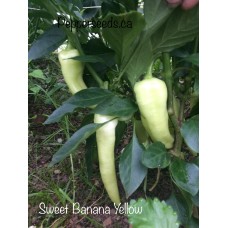 Sweet Yellow Banana Pepper Seeds