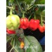 Aji Margariteno Red Pepper Seeds