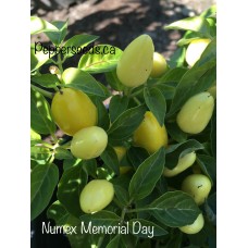 Numex Memorial Day Pepper Seeds Numex Memorial Day Pepper Seeds
