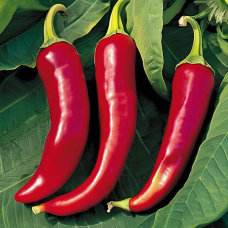 APS Banana Sweet Pepper Seeds