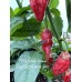 7-Pot Bubble Gum x Jays Ghost Pepper Red Pepper Seeds 7-Pot Bubble Gum x Jays Ghost Pepper Red Pepper Seeds