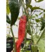 Ghostly Jalapeño Pepper Seeds 