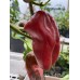 CGN 16497 Pepper Seeds CGN 16497 Pepper Seeds