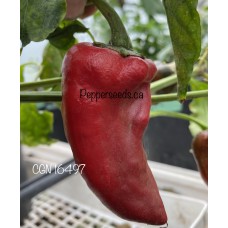CGN 16497 Pepper Seeds CGN 16497 Pepper Seeds