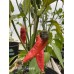 Ghostly Jalapeño Pepper Seeds 