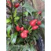 Pimenta Moranga Pepper Seeds Pimenta Moranga Pepper Seeds