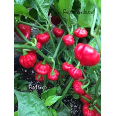 Red Blob Pepper Seeds 
