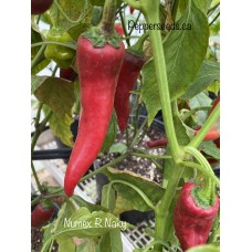 Numex R Naky Pepper Seeds Numex R Naky Pepper Seeds