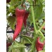 Numex R Naky Pepper Seeds Numex R Naky Pepper Seeds