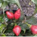 Pimenta Moranga Pepper Seeds Pimenta Moranga Pepper Seeds