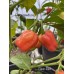 Clavo Red Pepper Seeds 