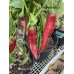 Numex 64L epper Seeds Numex 64L epper Seeds