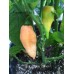 Bhut Jolokia Salmon Pepper Seeds 