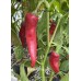 Numex R Naky Pepper Seeds Numex R Naky Pepper Seeds