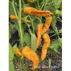 Large Yellow Orange Cayenne Pepper Seeds 