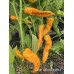 Large Yellow Orange Cayenne Pepper Seeds 